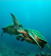 Hawaii Multisport photo